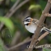 sparrow_tro_h_0017_cos0064.jpg
